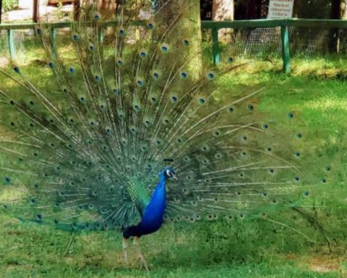 Hollywild-Animal-Park2